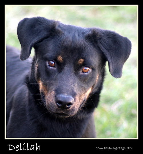 Delilah