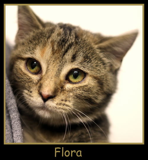 Flora