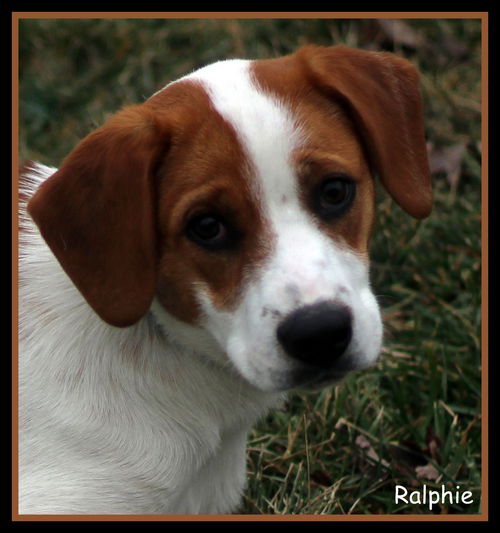 Ralphie