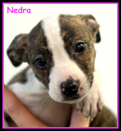 Nedra