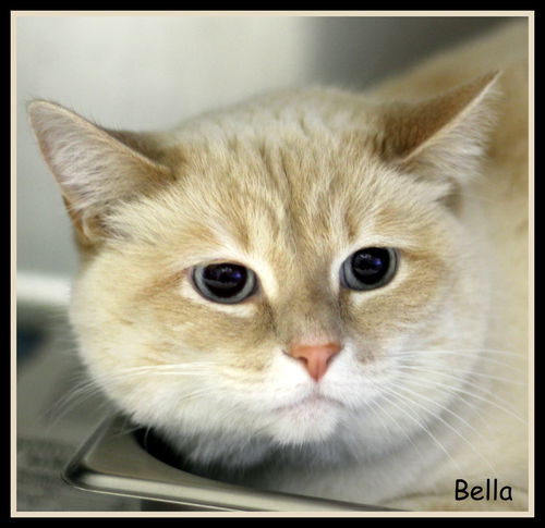 Bella