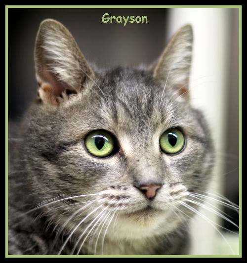 Grayson