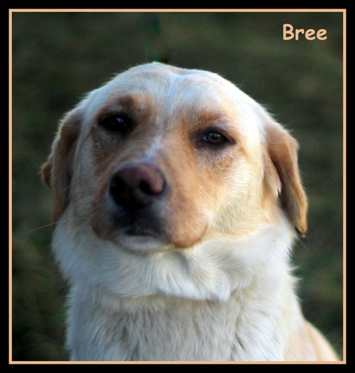 Bree
