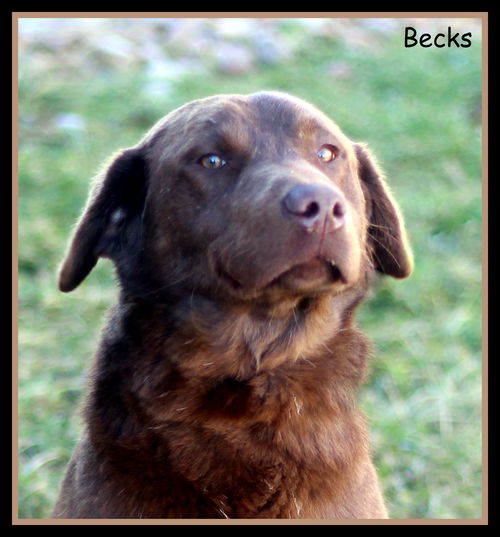 Becks