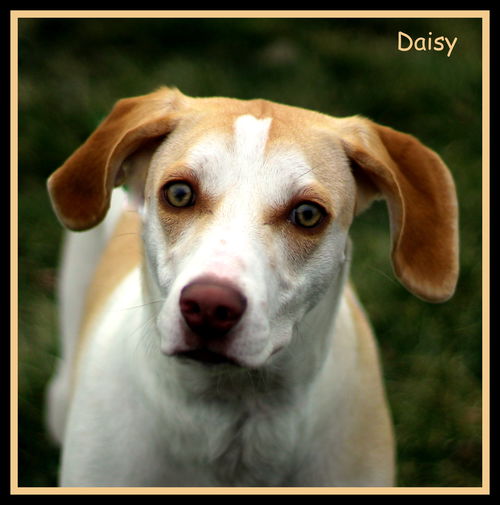 Daisy