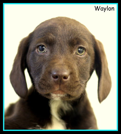 Waylon