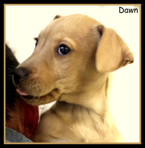 Dawn