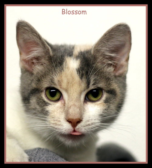 Blossom
