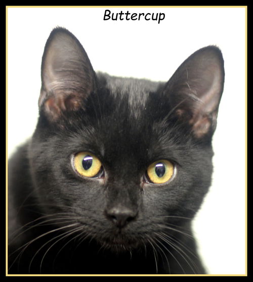 Buttercup