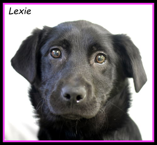 Lexie
