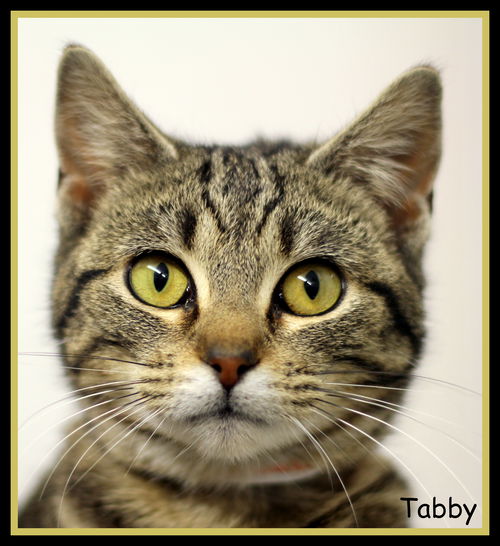 Tabby