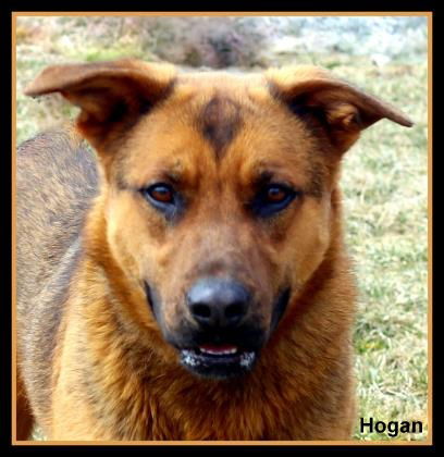 Hogan