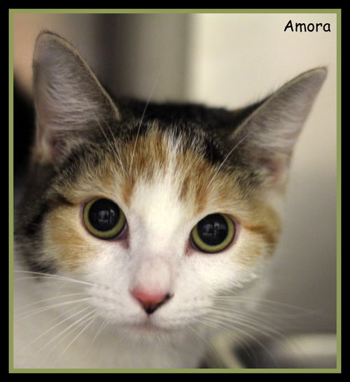 Amora