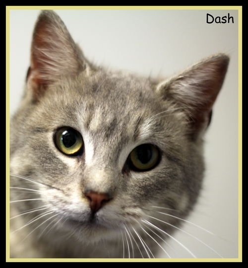 Dash