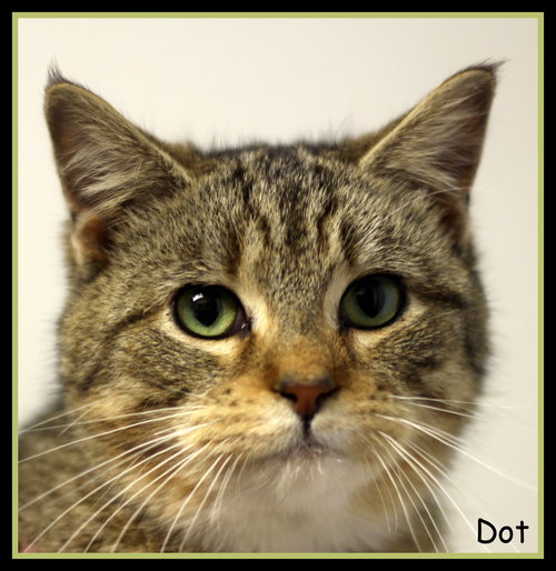 Dot