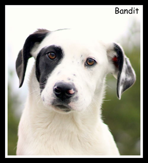 Bandit