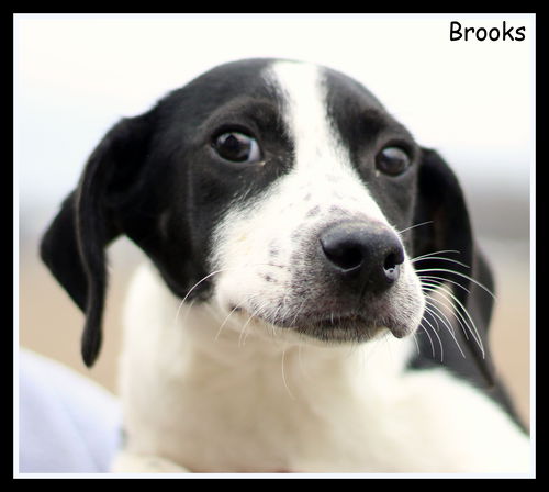Brooks
