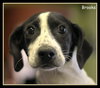 Brooks