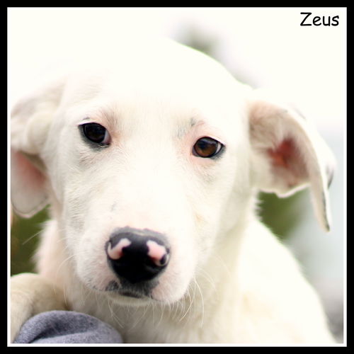 Zeus