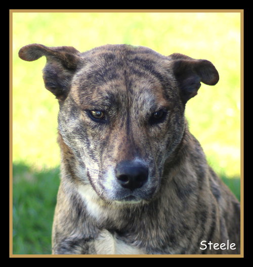 Steele