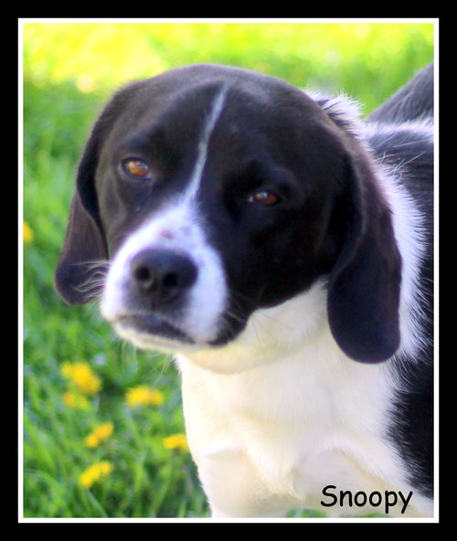 Snoopy