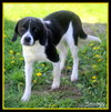 Snoopy