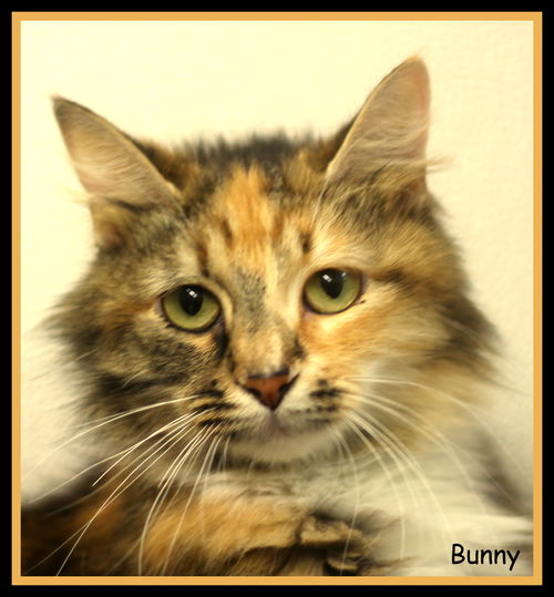 Bunny