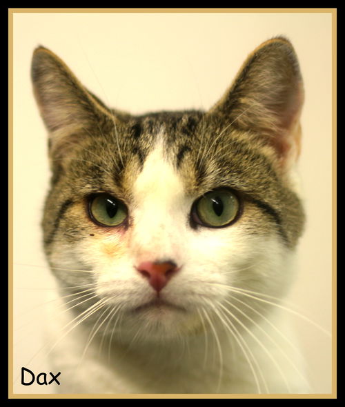 Dax