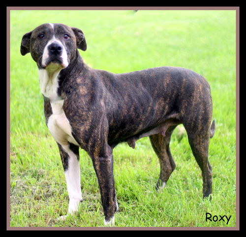 Roxy