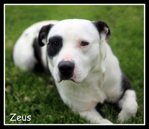 Zeus