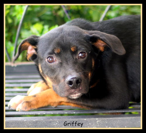 Griffey