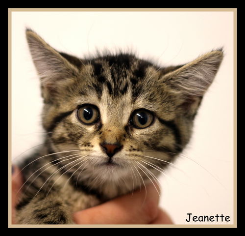 Jeanette