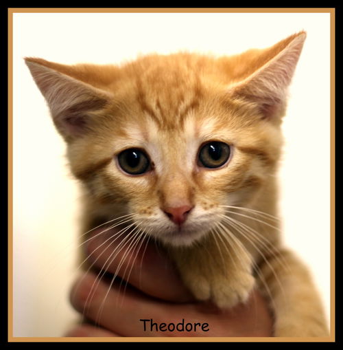 Theodore