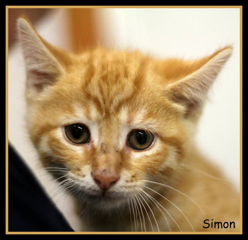 Simon
