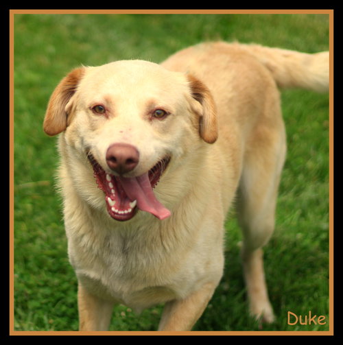 Duke