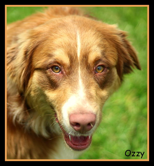 Ozzy