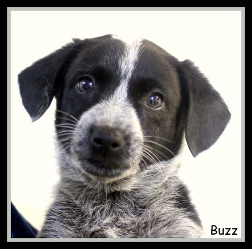 Buzz