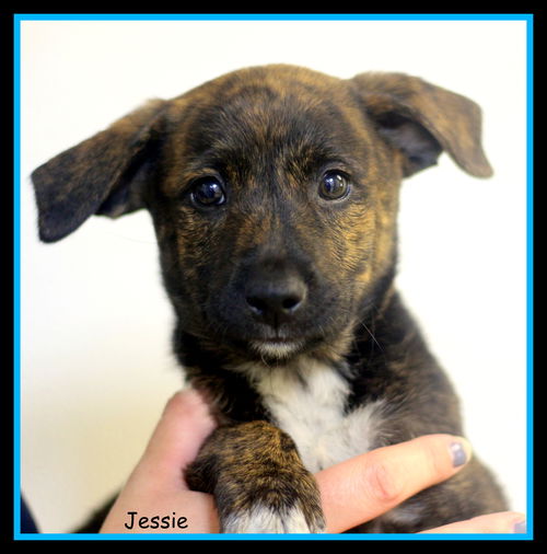 Jessie