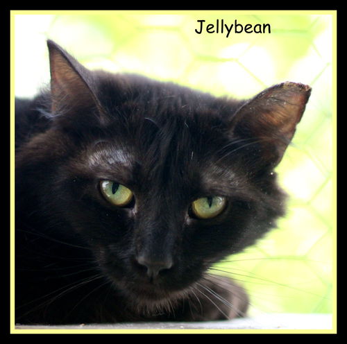 Jellybean