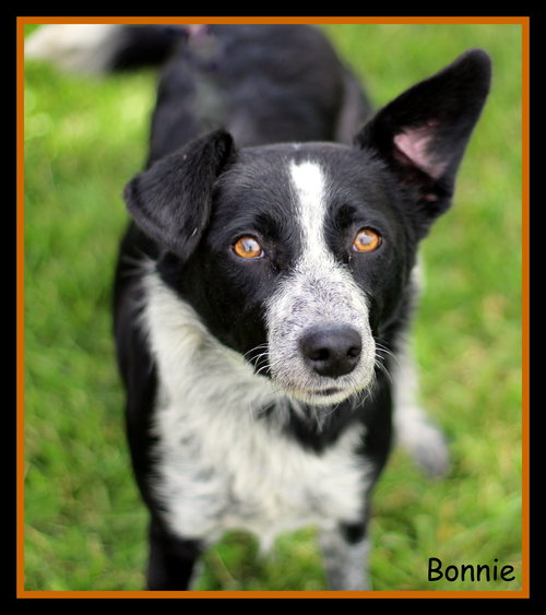 Bonnie