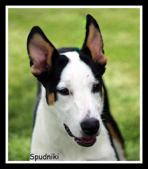 Spudniki