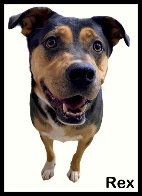 Rex
