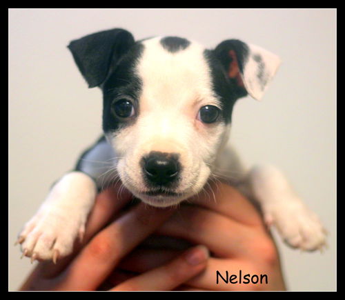 Nelson