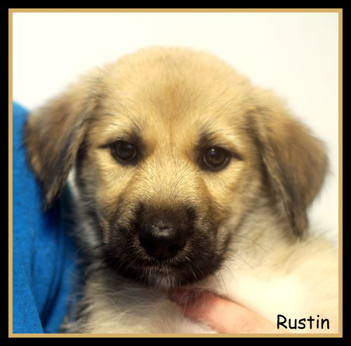 Rustin