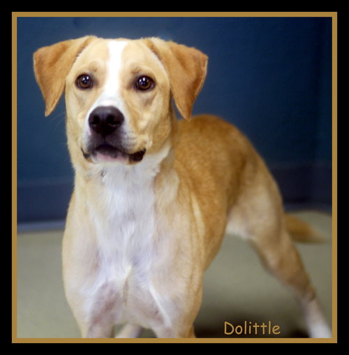 Dolittle