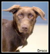 Draco