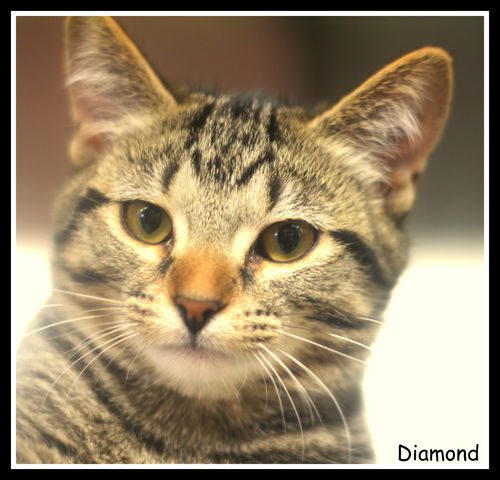 Diamond