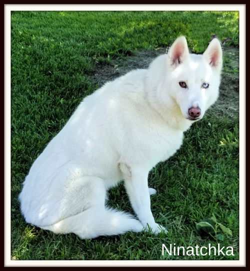 Ninatchka