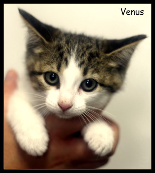 Venus