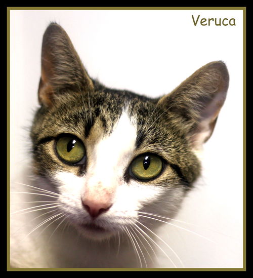 Veruca